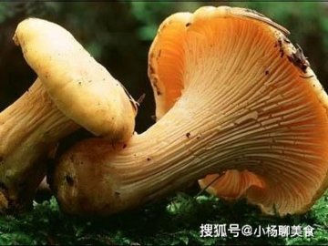 化痰止咳，开胃健脾，治疗神经衰弱吃喇叭菌2