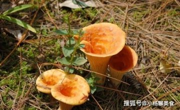 化痰止咳，开胃健脾，治疗神经衰弱吃喇叭菌3