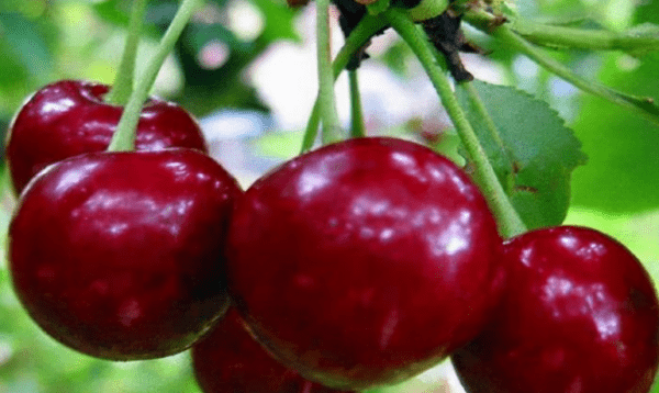 人到中年常吃【白萝卜、樱桃、灯笼果】，健脾养生、疏通血管，延缓衰老1