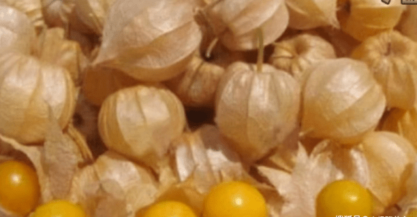 人到中年常吃【白萝卜、樱桃、灯笼果】，健脾养生、疏通血管，延缓衰老2