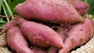 补血淡斑抗衰老：红薯和小米很般配2