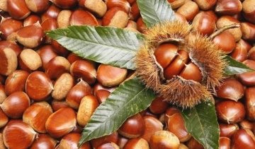 补血养颜、睡眠好、吃【栗子小米粥】1