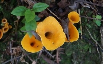 化痰止咳，开胃健脾吃【喇叭菌】1