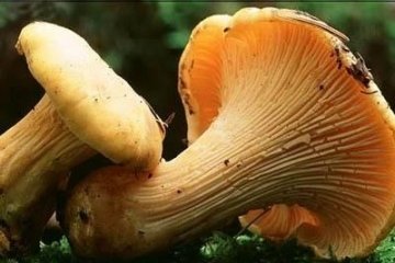 化痰止咳，开胃健脾吃【喇叭菌】2