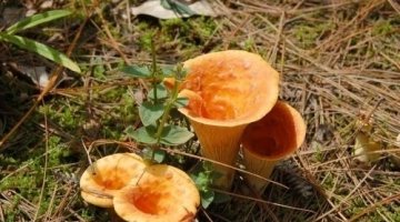 化痰止咳，开胃健脾吃【喇叭菌】3