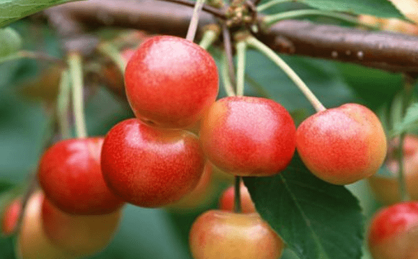 补血养颜，多吃4种食物1