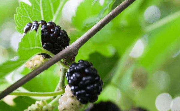 补血养颜，多吃4种食物2
