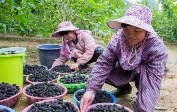 女人补血，除了阿胶红枣外，这3种食物补血效果也不错3