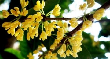 多用【桂花】泡茶喝，健胃化痰1