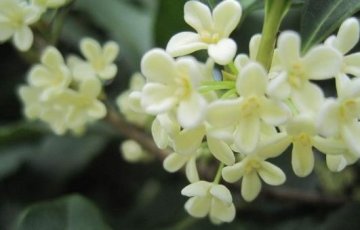 多用【桂花】泡茶喝，健胃化痰2