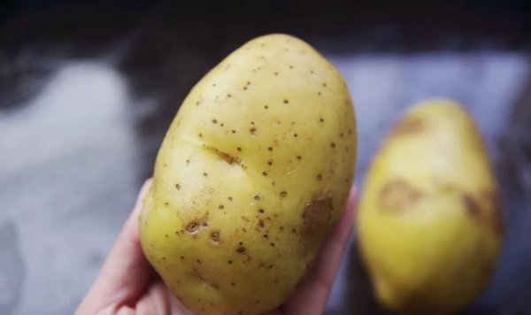 食疗养胃：不妨多吃这5物，搭配1茶3