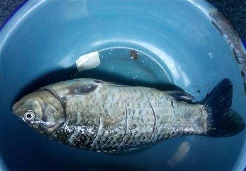 脾胃虚弱可以多喝【鲫鱼豆腐汤】健脾养胃，提神醒脑4