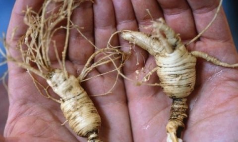 西洋参有哪些功效？但这类人吃了反而伤脾胃2