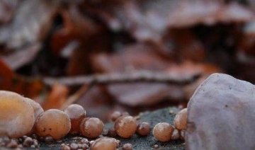 蔬菜中的天然【阿司匹林】，补血降血糖、排毒素，还护血管化血栓1