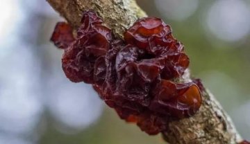 蔬菜中的天然【阿司匹林】，补血降血糖、排毒素，还护血管化血栓2