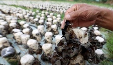 蔬菜中的天然【阿司匹林】，补血降血糖、排毒素，还护血管化血栓3