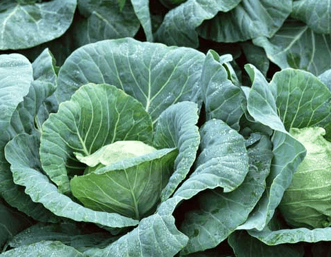 卷心菜不能和什么吃？吃卷心菜的禁忌1