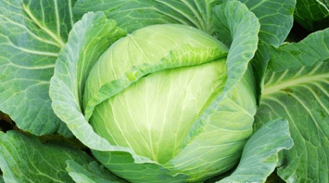 卷心菜不能和什么吃？吃卷心菜的禁忌2