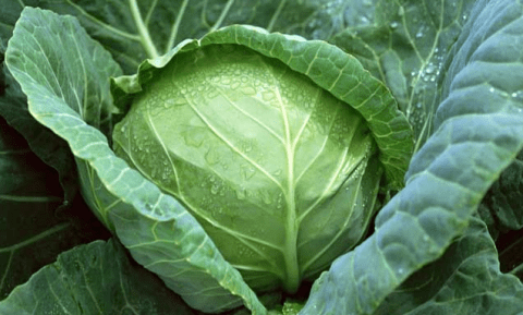 卷心菜不能和什么吃？吃卷心菜的禁忌3
