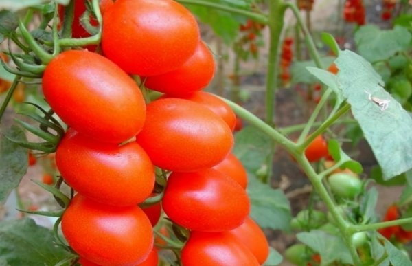 3种吃了对身体好的食物，清心安神、润肺补气2