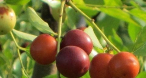 【野山枣、口蘑、荷兰豆】预防疾病，补血养颜，还能滋补身体1