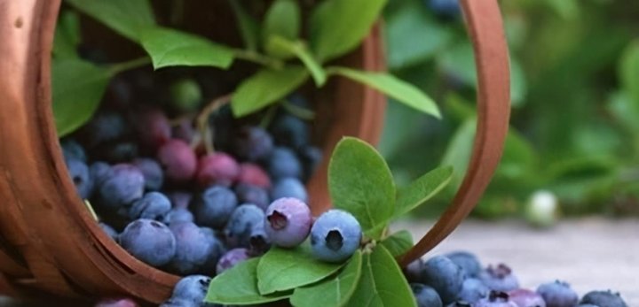 冬天女性坚持吃【蓝莓、芹菜、香椿芽】补血养颜，消除皮肤暗斑1