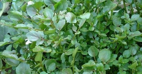 冬天养生常吃【豆瓣菜、山芹菜、文蛤】增强体质，排毒清肠，健胃助消化1