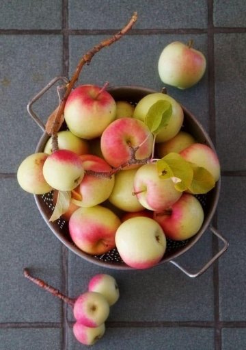 多吃以下几种水果，能健胃消食、补脾止泻2