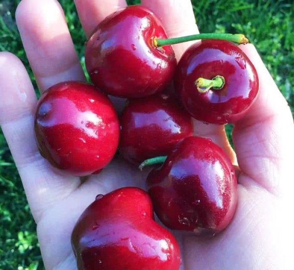 5样水果最养胃！每天吃一点, 养胃护胃2