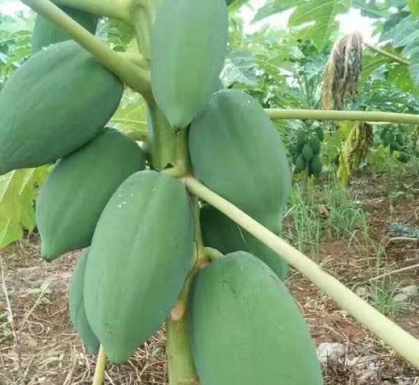 5样水果最养胃！每天吃一点, 养胃护胃6