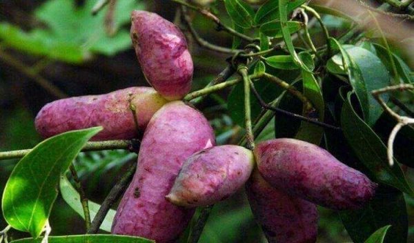 不妨常吃此水果，补充营养，健胃消食1