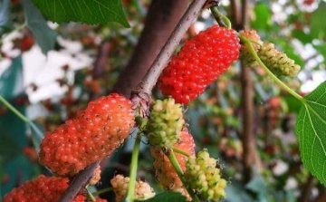 女性多吃此水果，补气血，美容养颜1