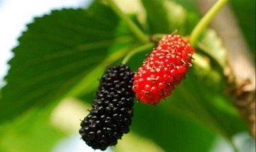 女性多吃此水果，补气血，美容养颜2