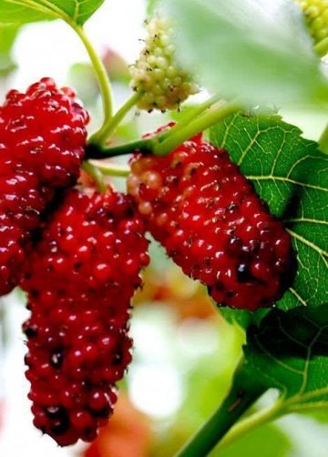 女性多吃此水果，补气血，美容养颜3