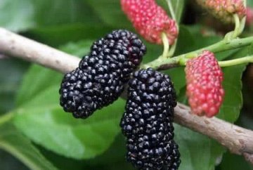 女性多吃此水果，补气血，美容养颜4