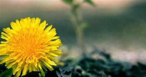 养生达人：一花一菜一果子，清热祛湿养肝1