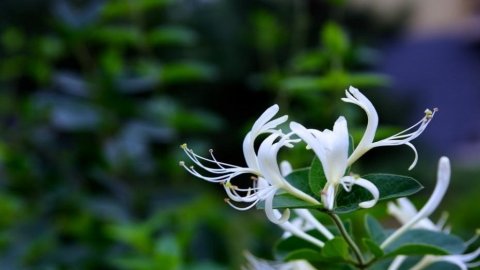 养生达人：一花一菜一果子，清热祛湿养肝2