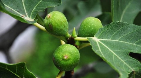 养生达人：一花一菜一果子，清热祛湿养肝3