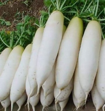 白萝卜和豆腐一起炖，补钙质，长个头，暖胃健脾4