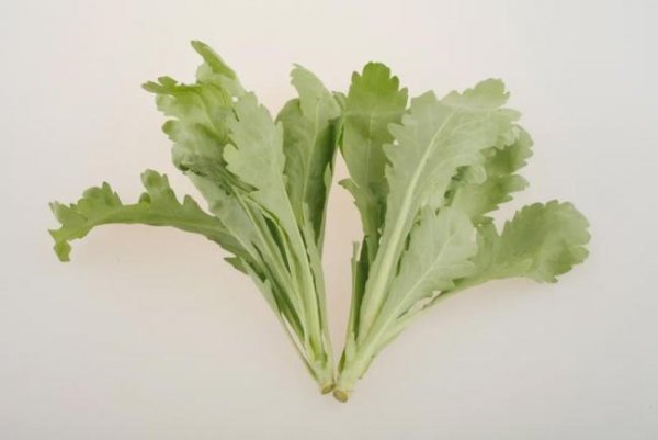 早饭做【茼蒿菜饼】、平底锅一煎好吃养胃5