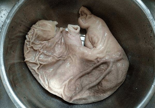 白萝卜和它是绝配，【白萝卜炖猪肚】暖胃养胃，营养极高，天冷要多喝5