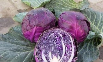既营养又保健，常吃【紫甘蓝】养胃还养颜1