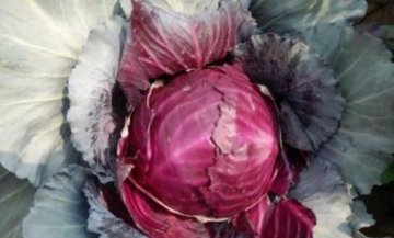 既营养又保健，常吃【紫甘蓝】养胃还养颜3