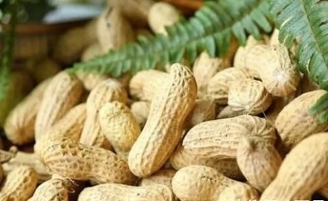 胃不好的人，平时尽量多吃4物【油麦菜、苹果、花生、铁皮石斛】2