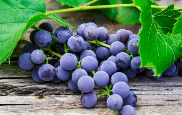 果中珍品，每天坚持吃两粒【葡萄】补气血1