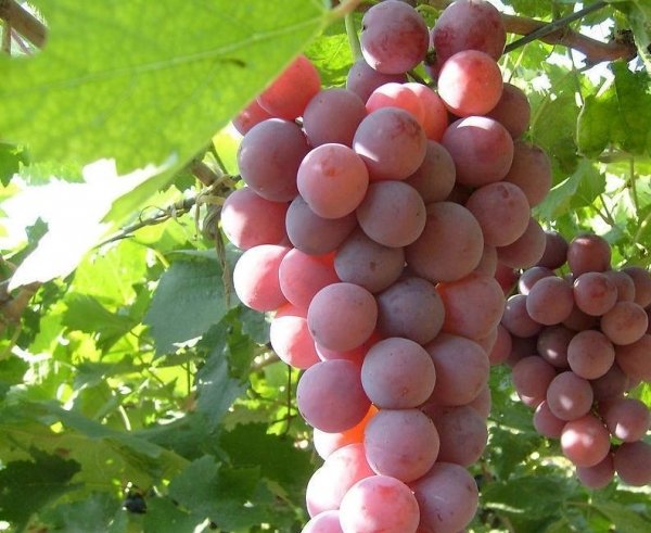 果中珍品，每天坚持吃两粒【葡萄】补气血2