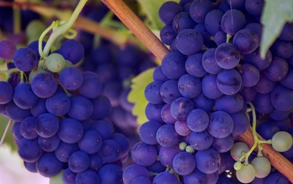 果中珍品，每天坚持吃两粒【葡萄】补气血3