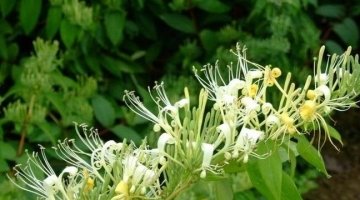 经常失眠睡不好，可以用金银花泡水喝1