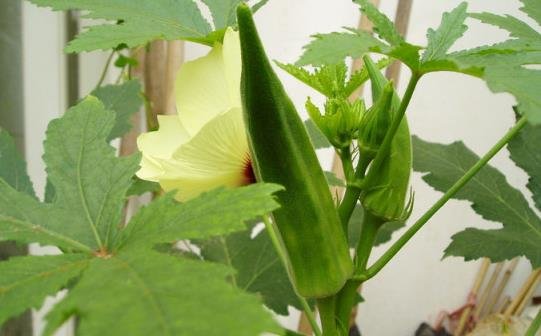 健胃理肠美容养颜的家常菜，口感清新健康少油，一大盘子不够吃1