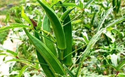 健胃理肠美容养颜的家常菜，口感清新健康少油，一大盘子不够吃2